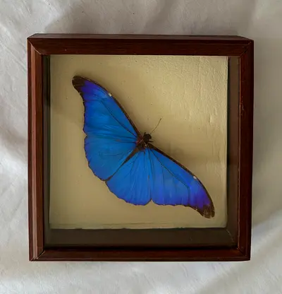 Blue Morpho Didius - Blue Butterfly in frame