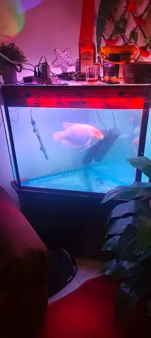 Big Corner Aquarium
