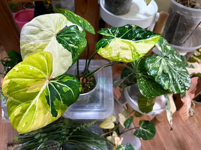 Gloriosum Albo Variegated, 🔥6 leaves. Aed500/-. Pickup near financial center metro station. Deliver