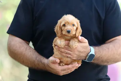Cockapoo puppy looking for a lovely friend