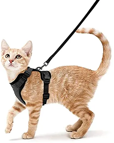 Cat harness