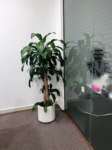 Tall Dracaena indoor plant in white pot — good condition