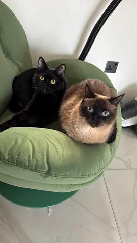 Two beautiful cats 🥹