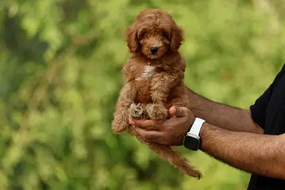 Adorable cockapoo puppy available for rehoming
