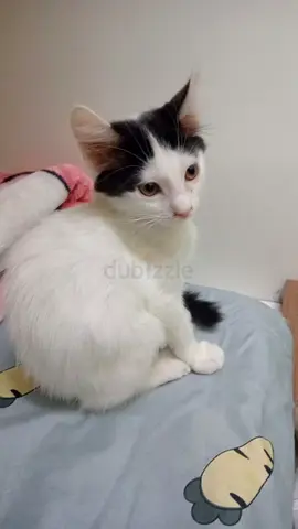 Male kitten for adoption