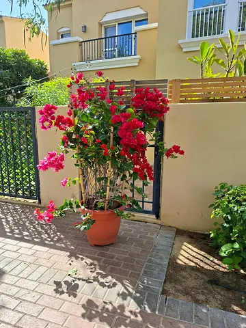 Potted bougainvillea (flowering climbing plant)