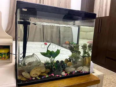 My Glass Aquarium with Filter, Gravel and Decorations - Ready to Use (Everything is Included)
