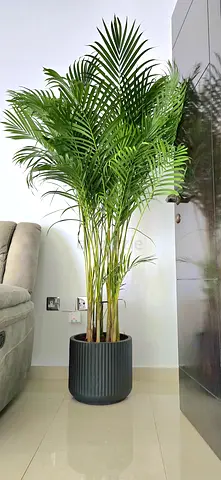 Areca palm in fiber pot 180cm