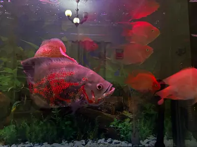 Aquarium set for sale in Sharjah muweilah