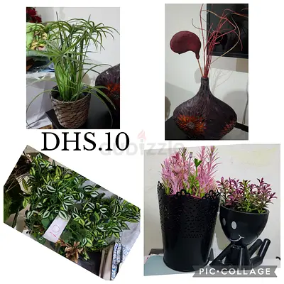 Plants