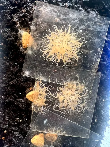 Grindal worm culture