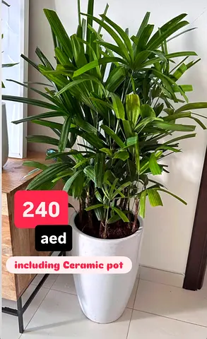 Broad-leaf Lady Palm 130cm in an Elegant white pot