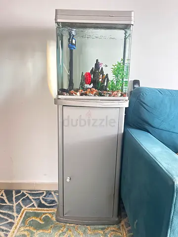 fish aquarium tank