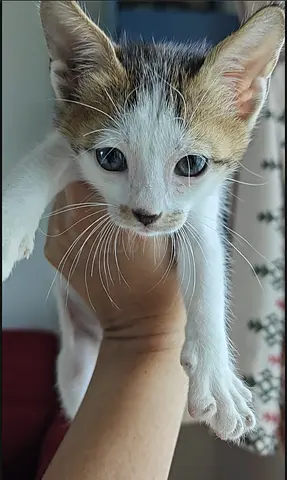 adorable rescue kitten for adoption