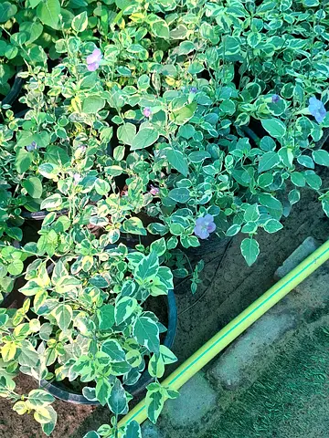 All type of ground cover available