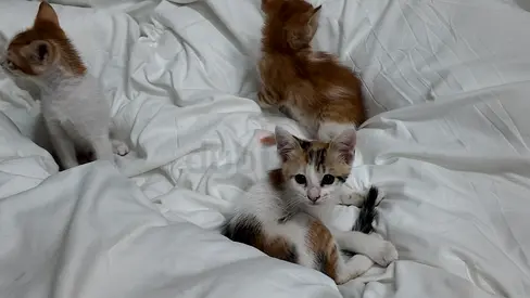 Litter of Four Kittens - Ready for Adoption