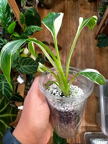 Musa Florida Variegata (banana plant). Aed150/-. Pickup near financial center metro. Delivery can be