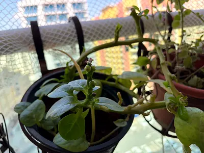 Malabar spinach plant pot for immediate sale