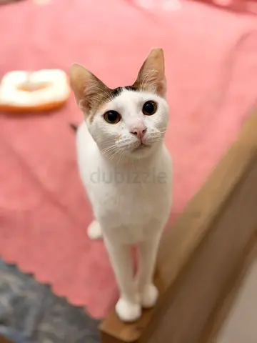 Bella 9 months old female vaccinated , neutered and dewormed