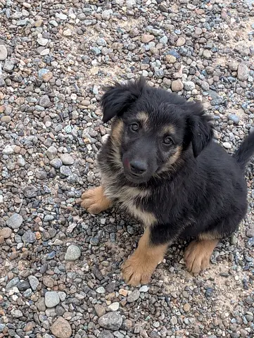 Puppies for adoption