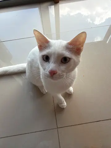 Cat for adoption with blue eyes