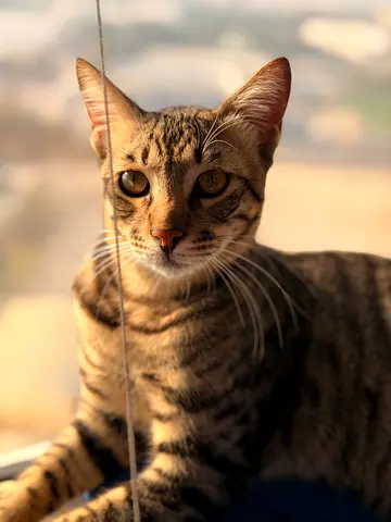 Olive 6 months  male neutered vaccinated, dewormed very playful and loving