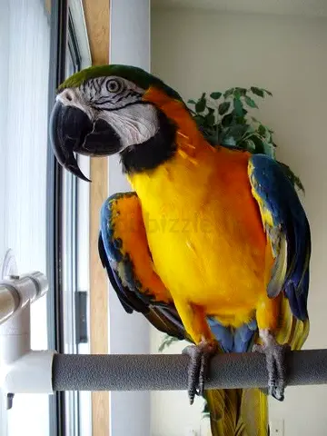 Macaw parrot