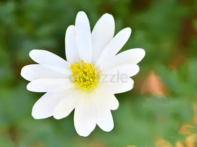 Gardening service landscaping