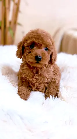 Poodle puppy