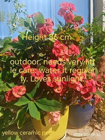 Mature crown of thorns plant with Ceramic pot