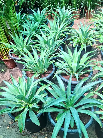 Collection of potted aloe succulents - healthy and established