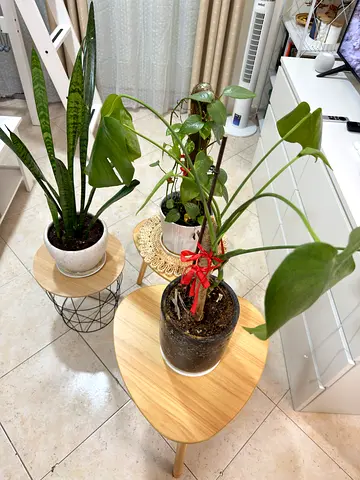 Indoor plants + tables