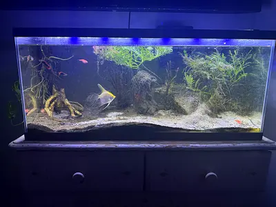 fishtank with everything needed