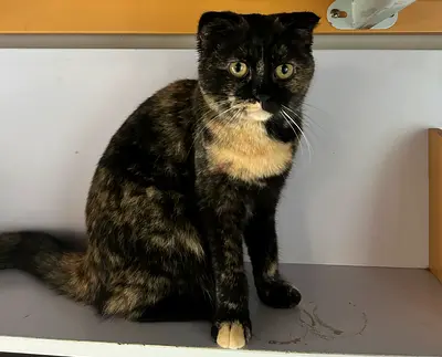 Cute Yzma Up for adoption (scottish fold)