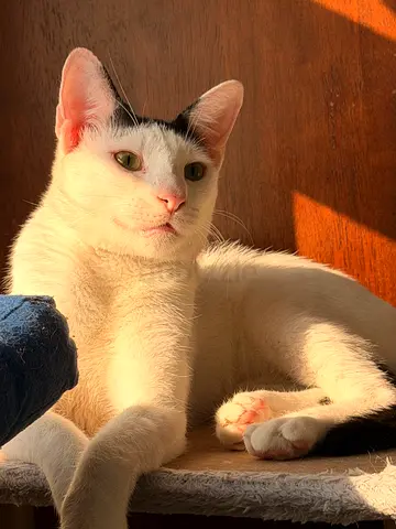 Yapani 5 months old male vaccinated, neutered and dewormed so loving and playful