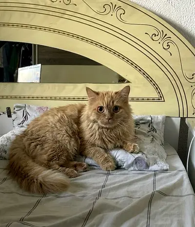 Mochi Up for adoption- Mainecoon chinchilla