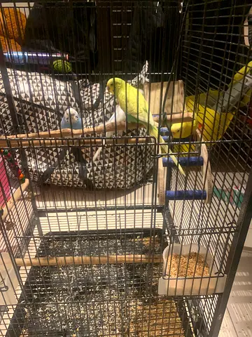 4 budgies (parakeets) — rehoming together