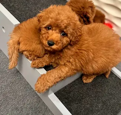 AAdorable Toy Poodle Puppies Available for Rehoming
