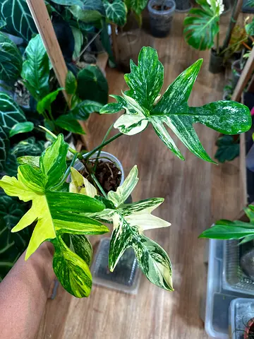 PTPA. Variegated Pedatum available. Aed250/-. Pickup near Burjuman