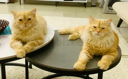 2 Persian Cats ( Male )