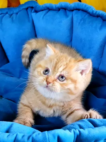 Beautiful pure British longhair ready to leave  for new home
