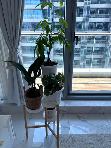 Stylish Indoor Plant Stand with Potted Plants