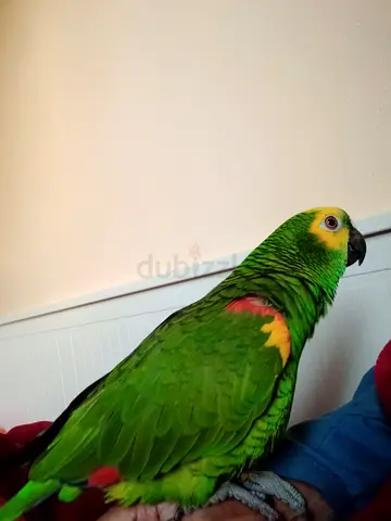 Lost Amazon green parrot