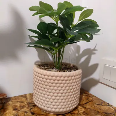 Decorative Potted Plant