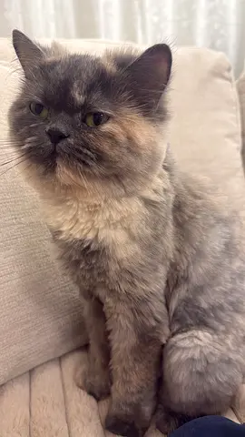 Rehoming my long-haired tortoiseshell cat — calm indoor companion