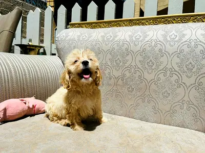 Adorable small cockapoo puppy,loving and playful, ready for adoption