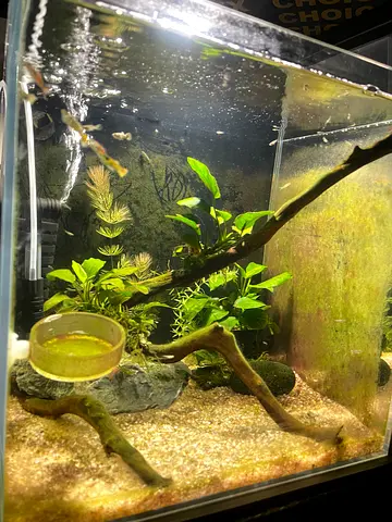 Aquarium 35cm cube shrimps