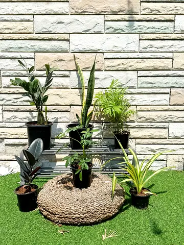 Six Indoor Plants for Sale with Free Delivery (Dxb, Sharjah, Ajman)
