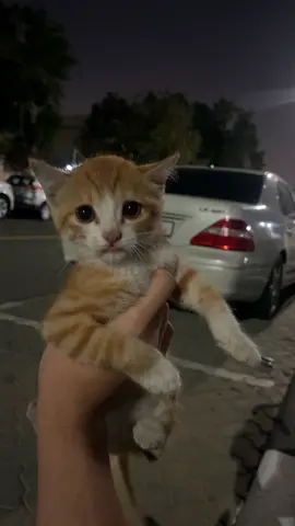 Three baby cats please come take them very cute