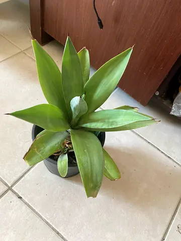 Plant